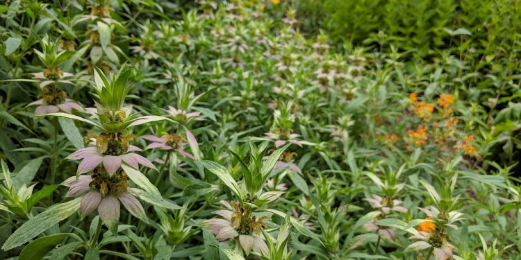 How can one Buy Native Trees