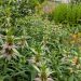 How can one Buy Native Trees