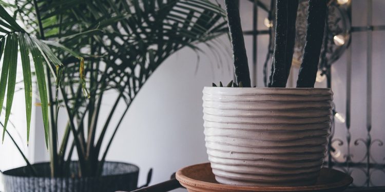 The Consideration To Check When Going To Buy Indoor Plants For Small Spaces