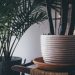 The Consideration To Check When Going To Buy Indoor Plants For Small Spaces