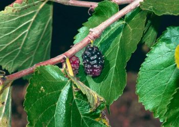 Top tips to follow when you are buying mulberry trees