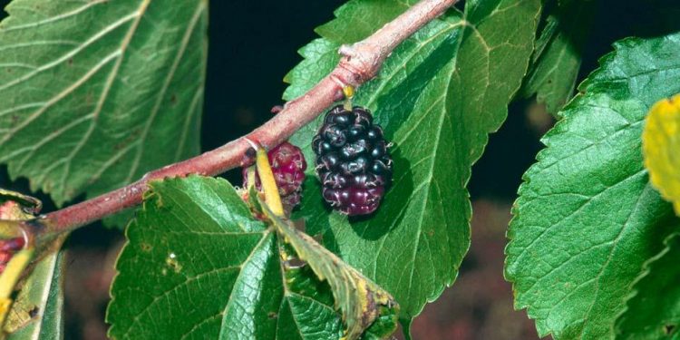 Top tips to follow when you are buying mulberry trees