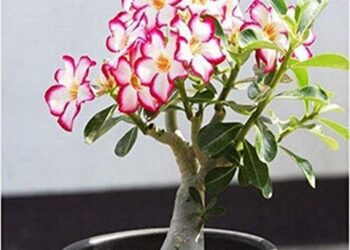 Adenium Orchids Unveiled: Beauty and Resilience in Every Bloom
