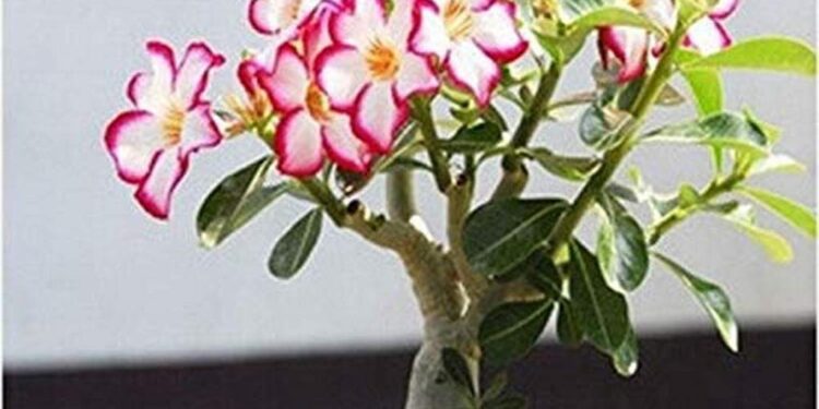 Adenium Orchids Unveiled: Beauty and Resilience in Every Bloom