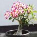 Adenium Orchids Unveiled: Beauty and Resilience in Every Bloom